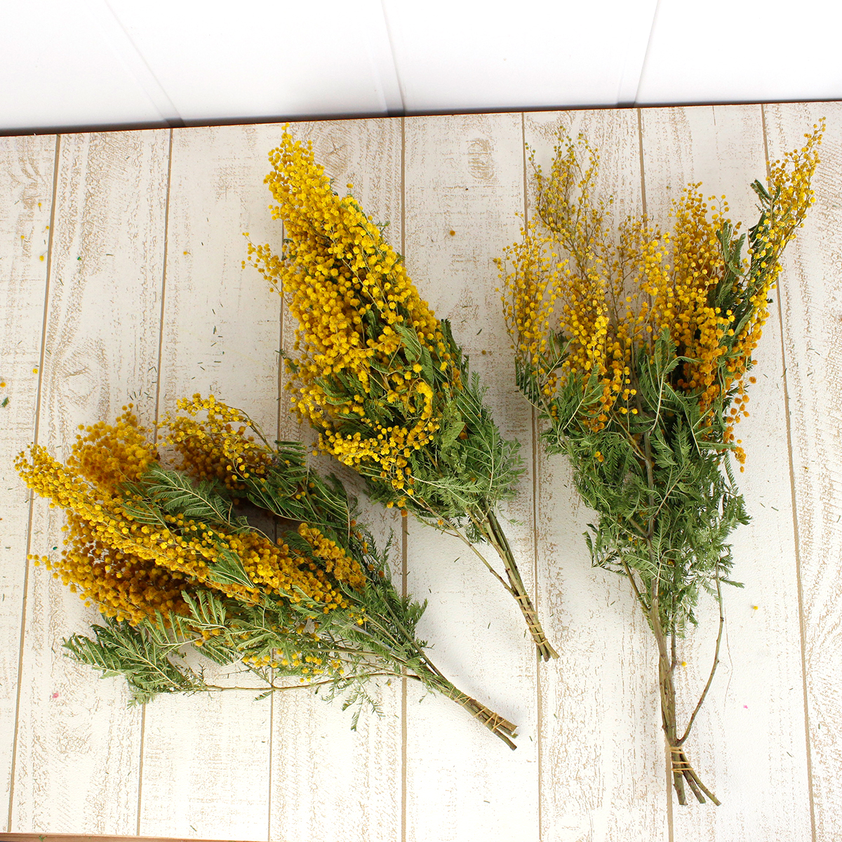 ドライ】J・flow/ミモザアカシア(輸入・5〜8本程度)【S1-10-11】 - 花