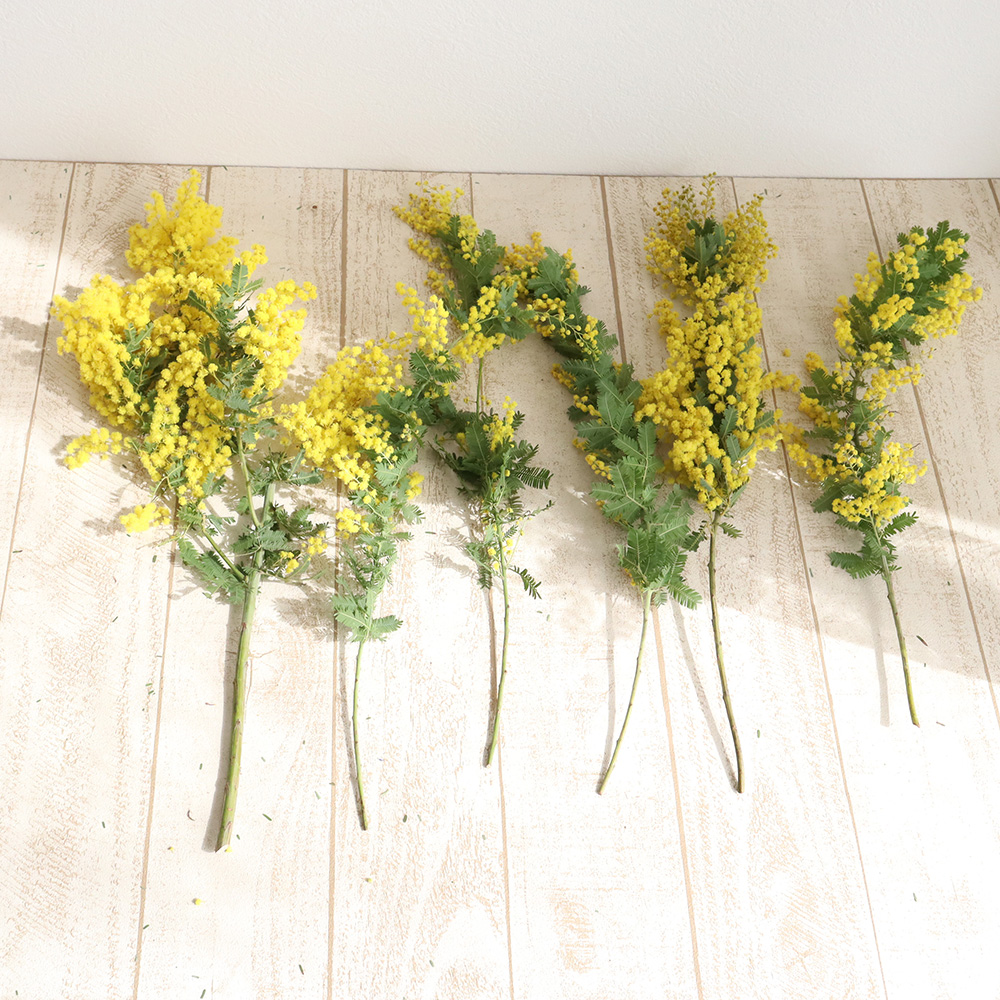 直前!】国産ミモザアカシア(40-50cm)【OR-63】【生花】 - 花材通販は
