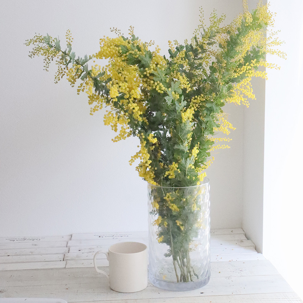 08直前!!】国産ミモザアカシア(70cm以上)【生花】 - 花材通販はなどん