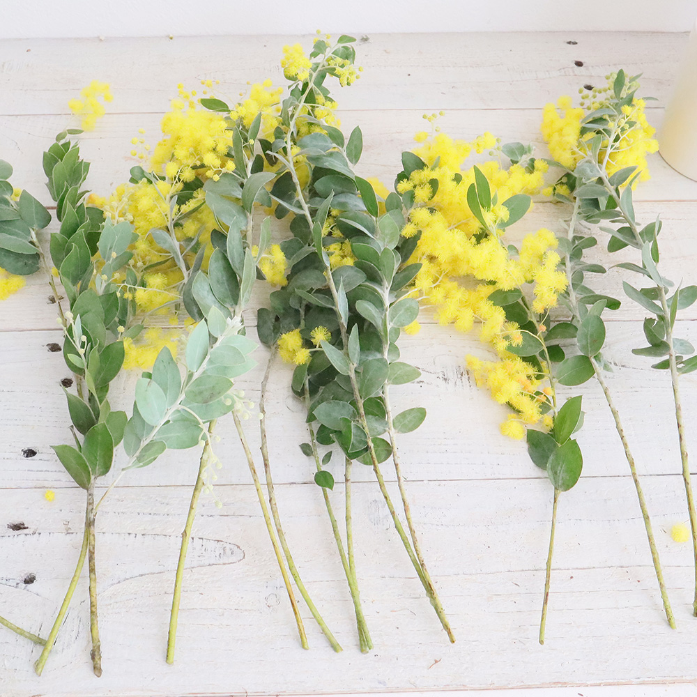 08直前FJ】明石さんの真珠葉ミモザアカシア 3- 40cm 千葉県【生花
