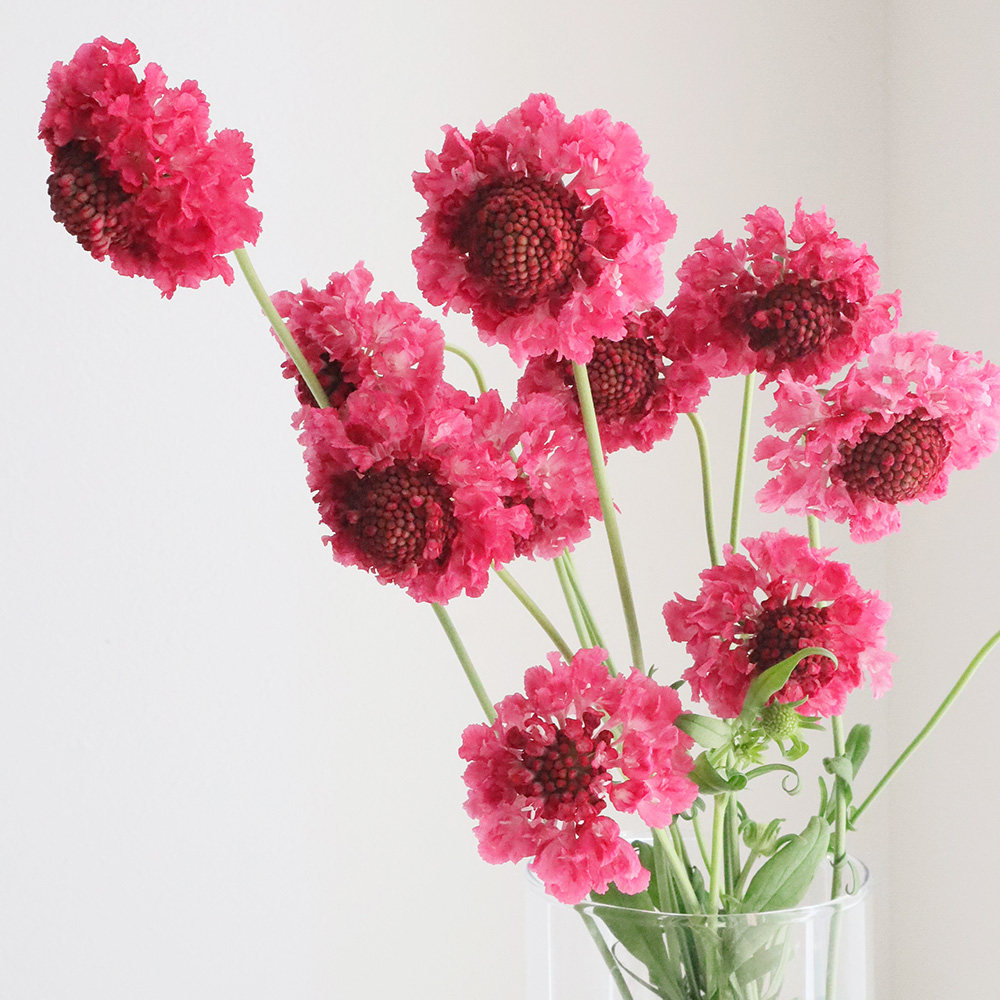 生花】NODAフラワーのスカビオサ:スーパーピンク(40cm程度)【早締切-17