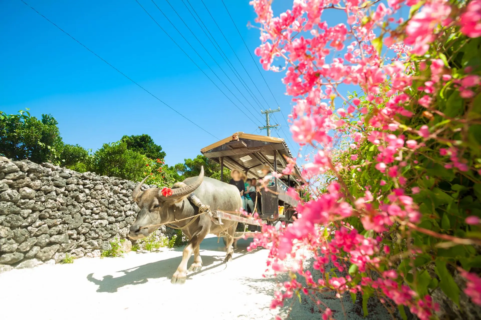 竹富島風景1986 竹富島風景1986 竹富島風景1986 竹富島風景1986 8K