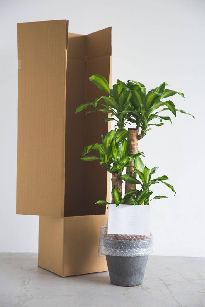 観葉植物 幸福の木 ドラセナ マッサンゲアナ（8号鉢）｜HanaPrime