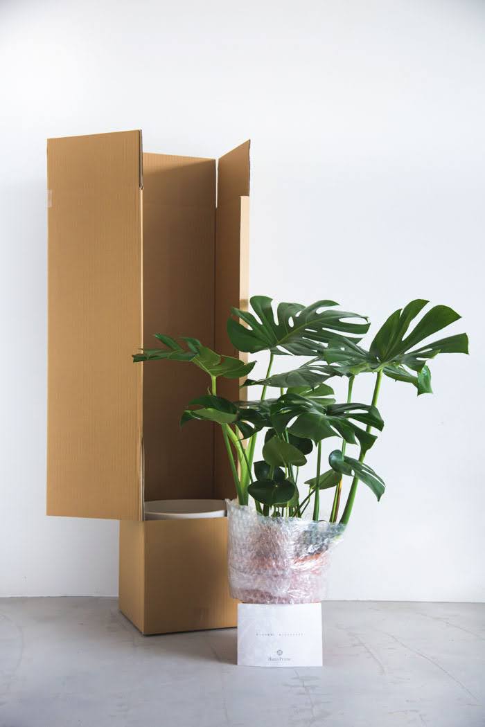 観葉植物 モンステラ（8号鉢）｜HanaPrime（ハナプライム）