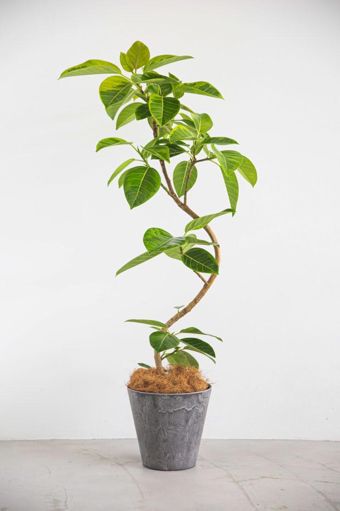 観葉植物 フィカス アルテシマ 曲がり（8号鉢）｜HanaPrime（ハナ