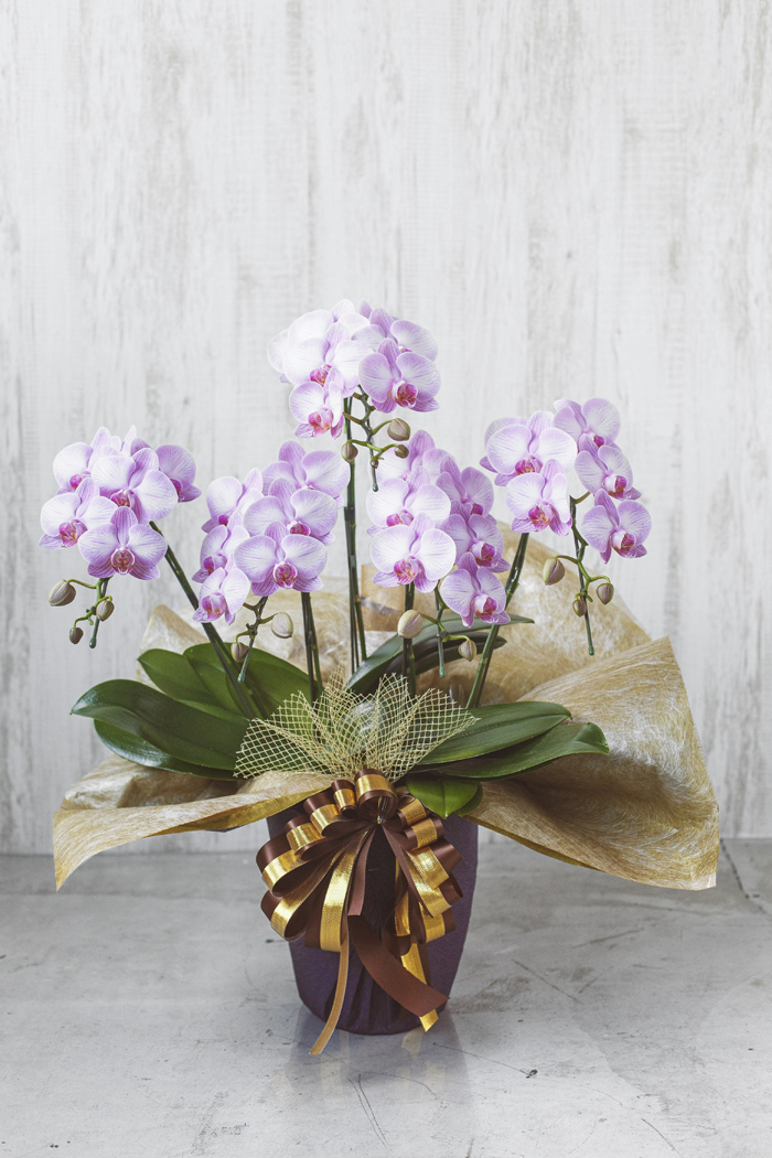 ミディ胡蝶蘭 5本立ち ピンク｜HanaPrime（ハナプライム）