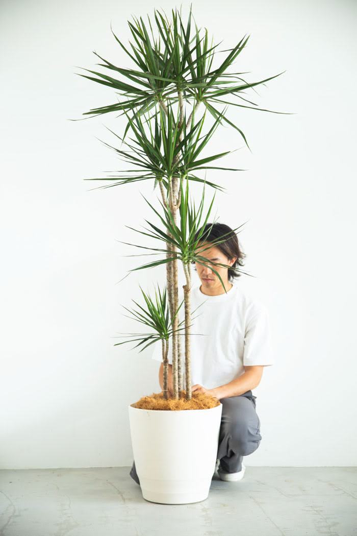 観葉植物 ドラセナ コンシンネ（10号鉢）｜HanaPrime（ハナプライム）