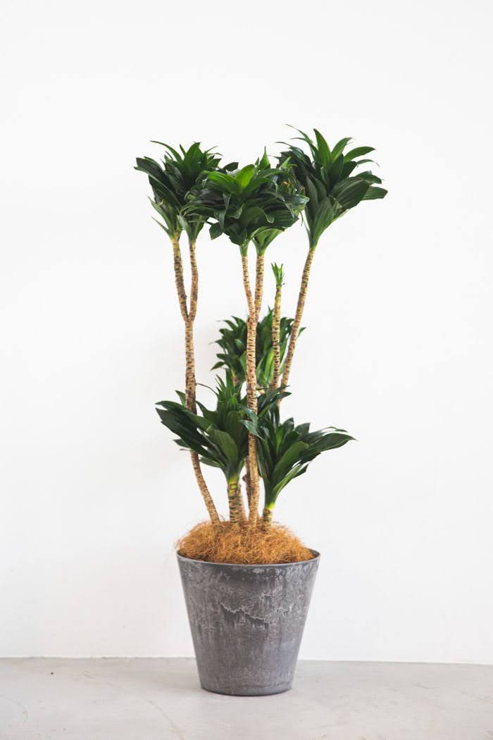 観葉植物 ドラセナ コンパクター（8号鉢）｜HanaPrime（ハナプライム）