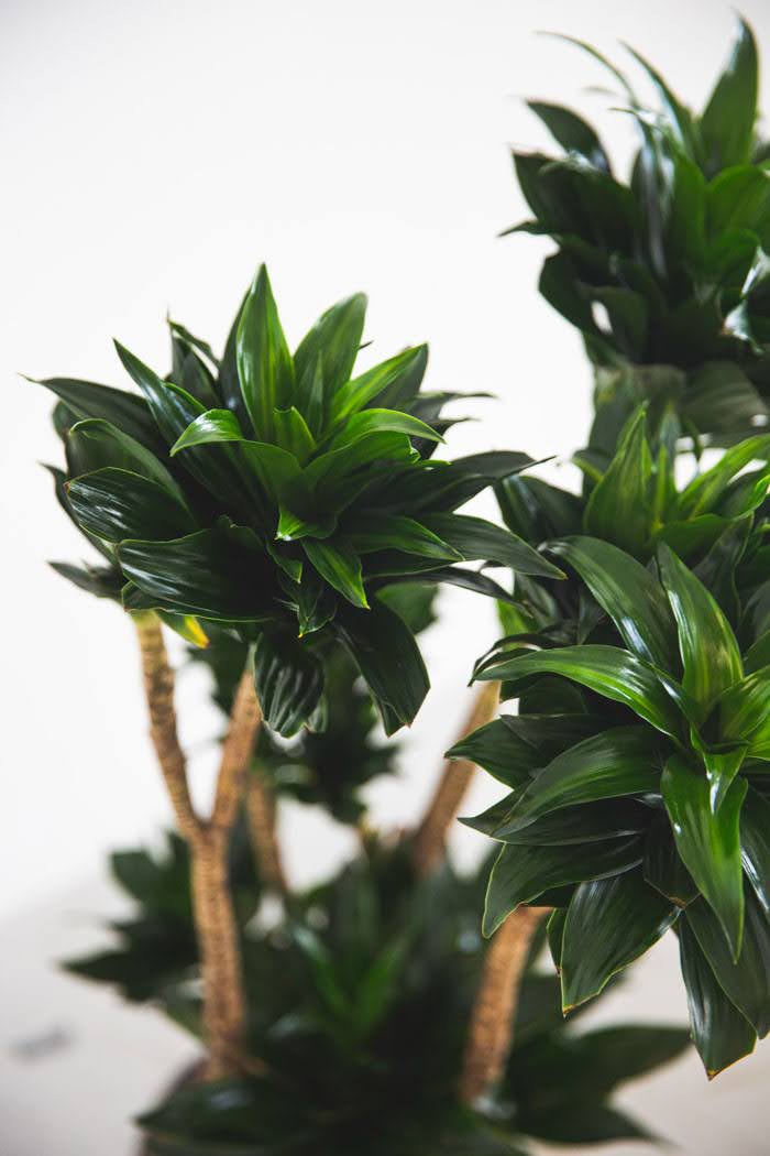 観葉植物 ドラセナ コンパクター（8号鉢）｜HanaPrime（ハナプライム）