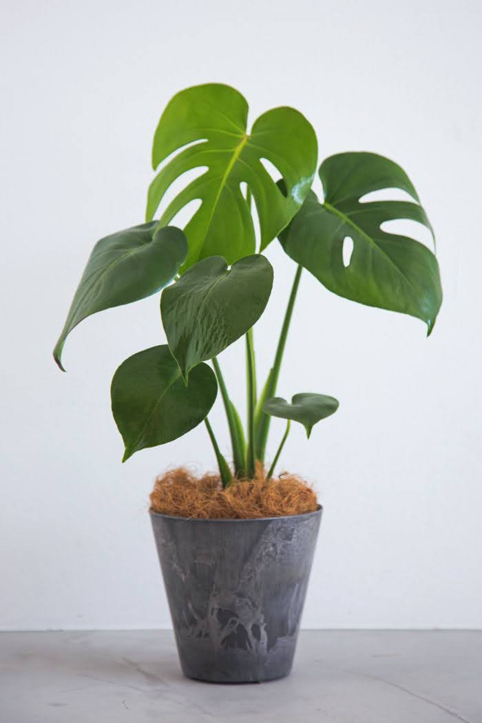 観葉植物 モンステラ（4号鉢）｜HanaPrime（ハナプライム）