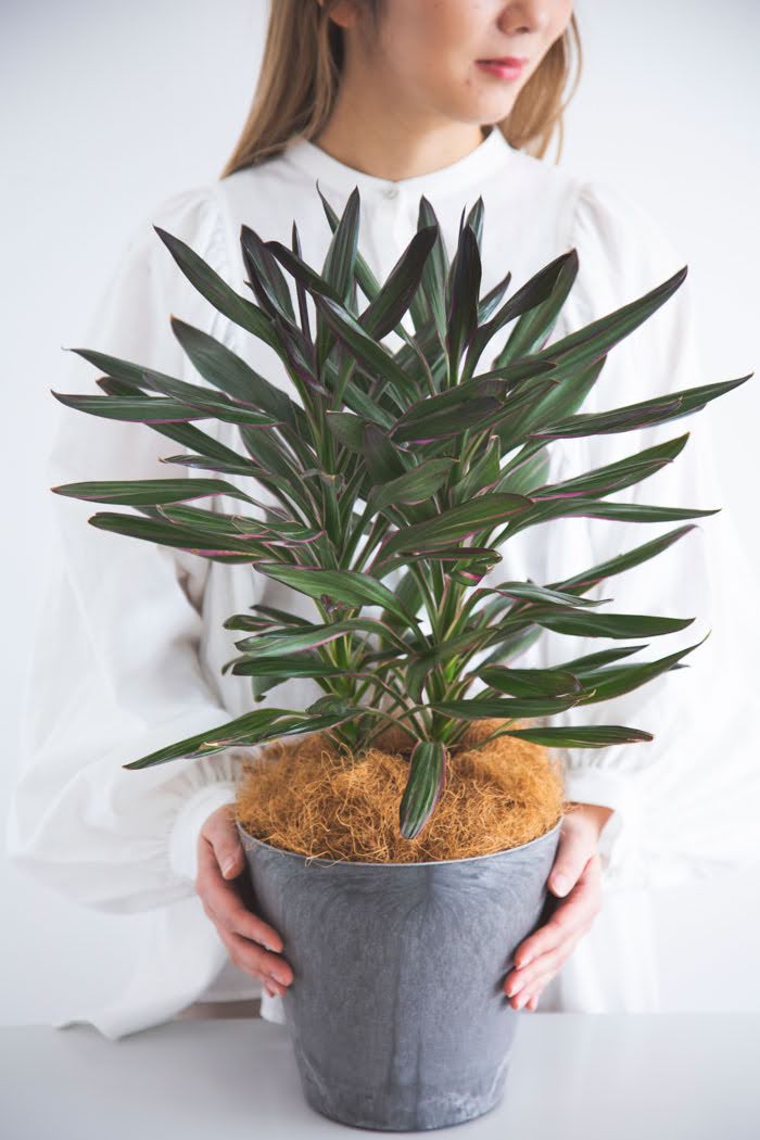 観葉植物 コルジリネサンゴ（6号鉢）｜HanaPrime（ハナプライム）