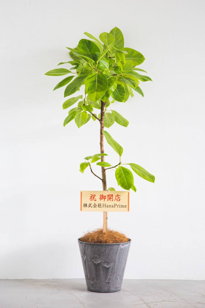 観葉植物 フィカス アルテシマ（8号鉢）｜HanaPrime（ハナプライム）