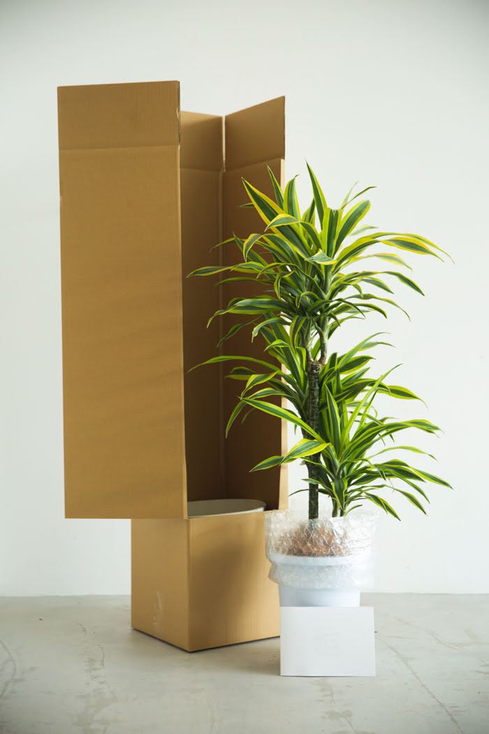 観葉植物 ドラセナ ワーネッキーレモンライム（8号鉢）｜HanaPrime