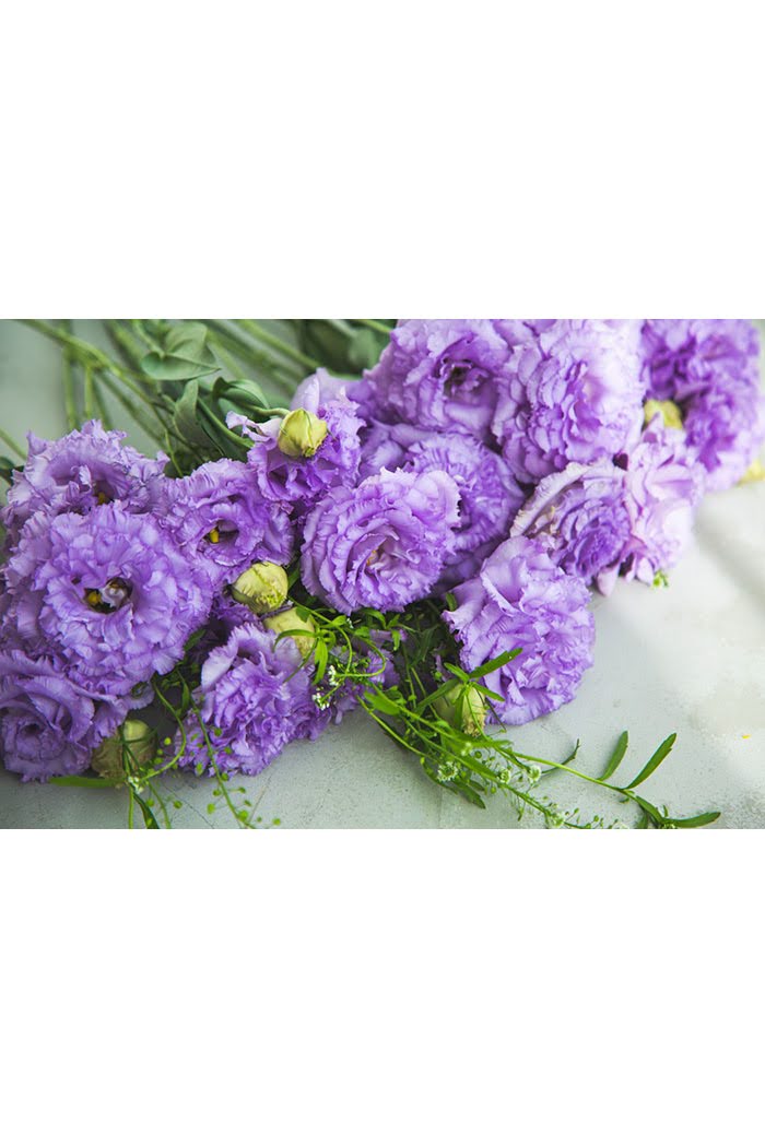 トルコキキョウ八重 大輪 紫 品種おまかせ 3本 size:80｜HanaPrime