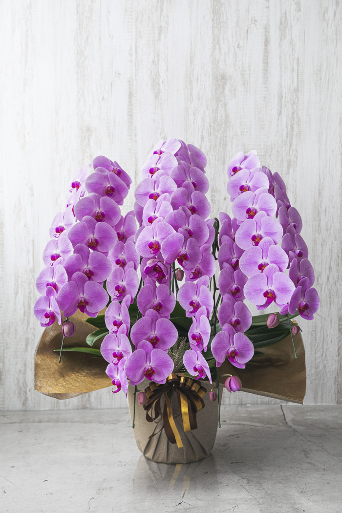 胡蝶蘭 大輪 60輪～70輪 5本立ち ピンク（60輪～70輪 5本立ち