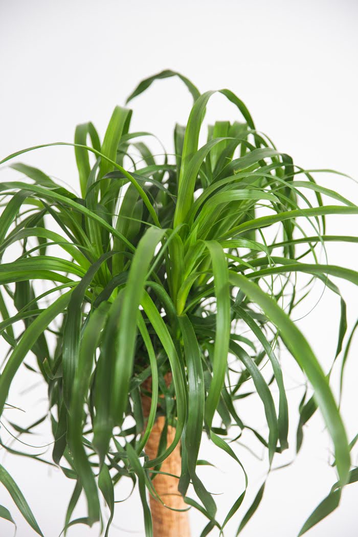 観葉植物 トックリラン ポニーテール（8号鉢）｜HanaPrime（ハナプライム）