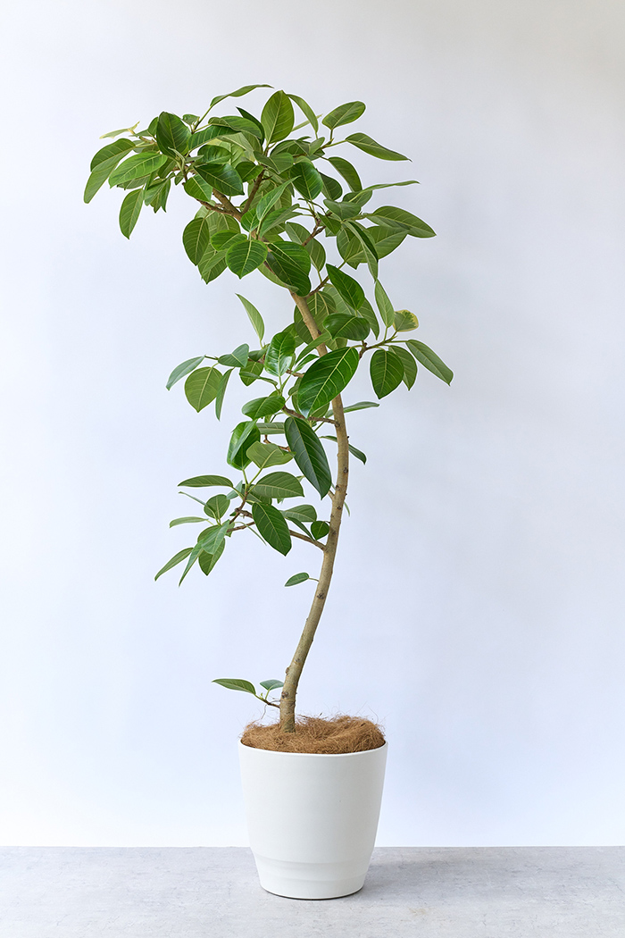 観葉植物 フィカス アルテシマ 曲がり（10号鉢）｜HanaPrime（ハナ