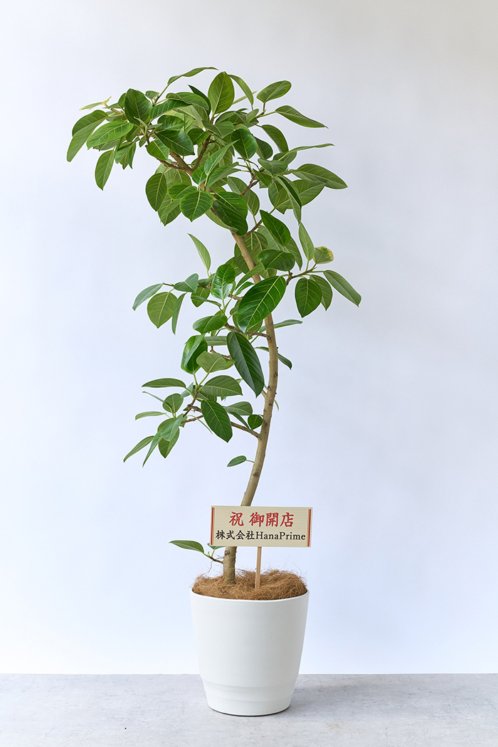 観葉植物 フィカス アルテシマ 曲がり（10号鉢）｜HanaPrime（ハナ