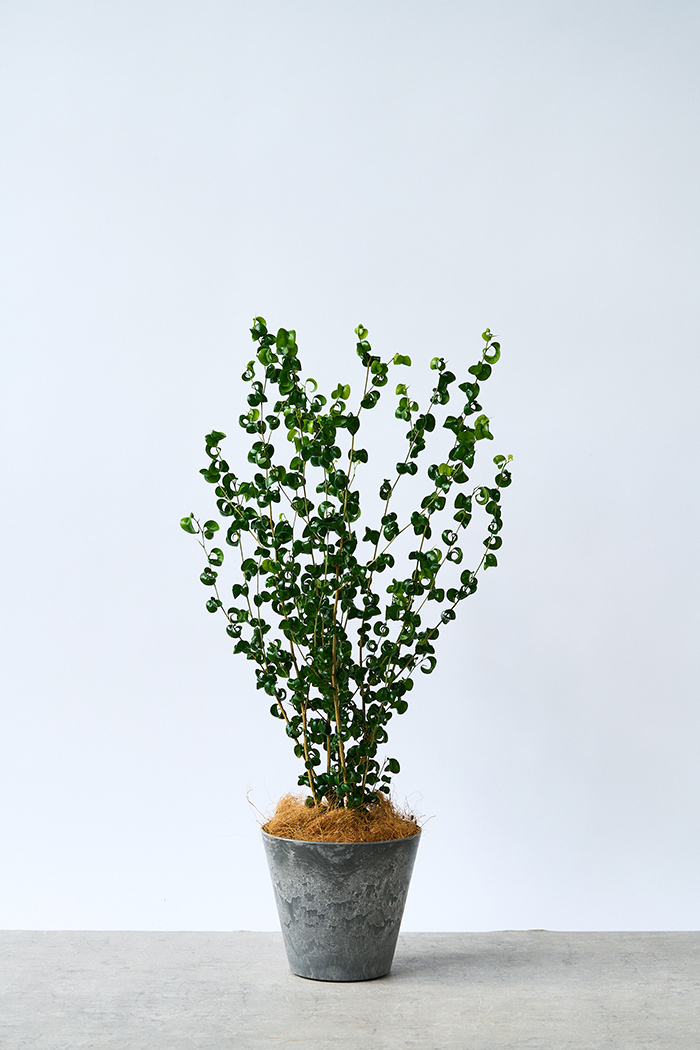 フィカス ベンジャミン バロック 8号鉢ごと フィカス ベンジャミン