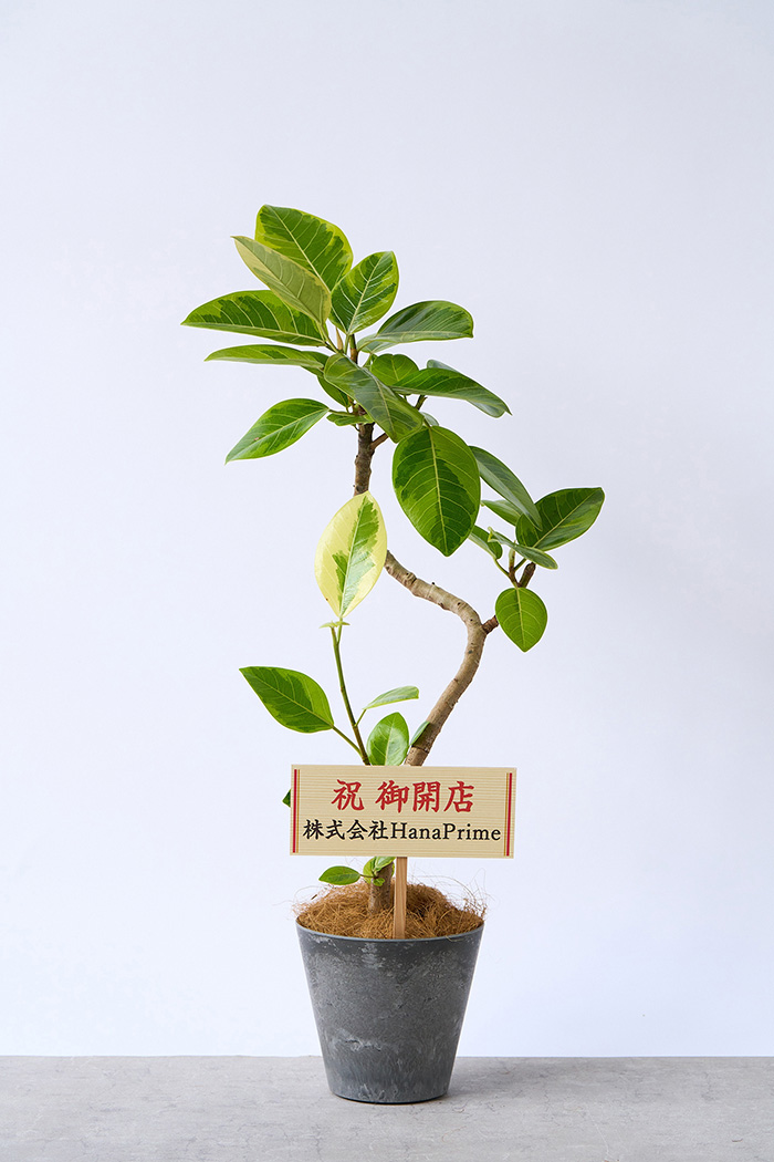 観葉植物 フィカス アルテシマ曲がり（6号鉢）｜HanaPrime（ハナプライム）