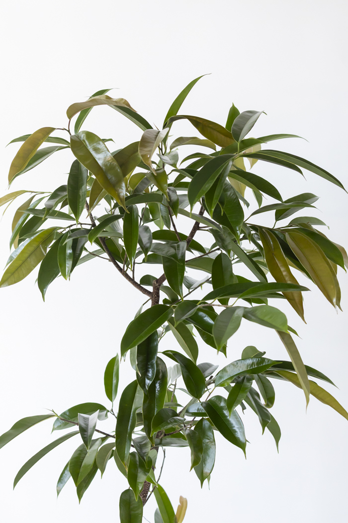 観葉植物 フィカス アムステルダムキング 曲がり（10号鉢）｜HanaPrime