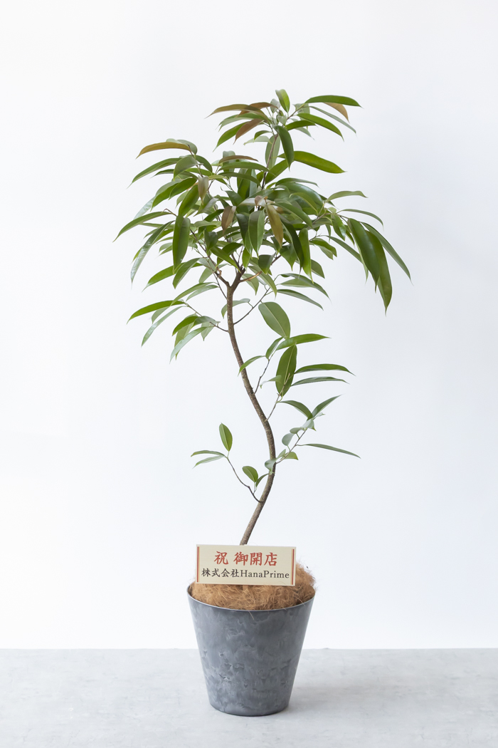 観葉植物 フィカス アムステルダムキング 曲がり（8号鉢）｜HanaPrime
