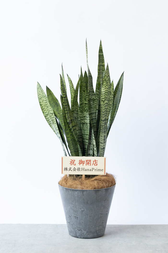 観葉植物 サンスベリア ゼラニカ（8号鉢）｜HanaPrime（ハナプライム）