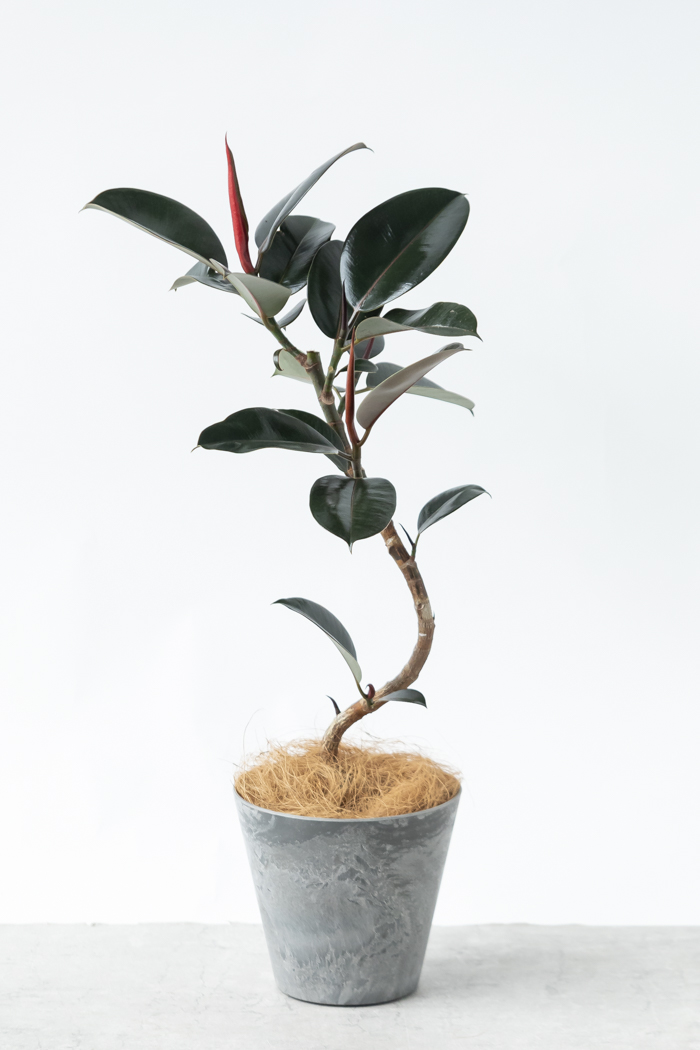 観葉植物 フィカス バーガンディ曲がり（6号鉢）｜HanaPrime（ハナ