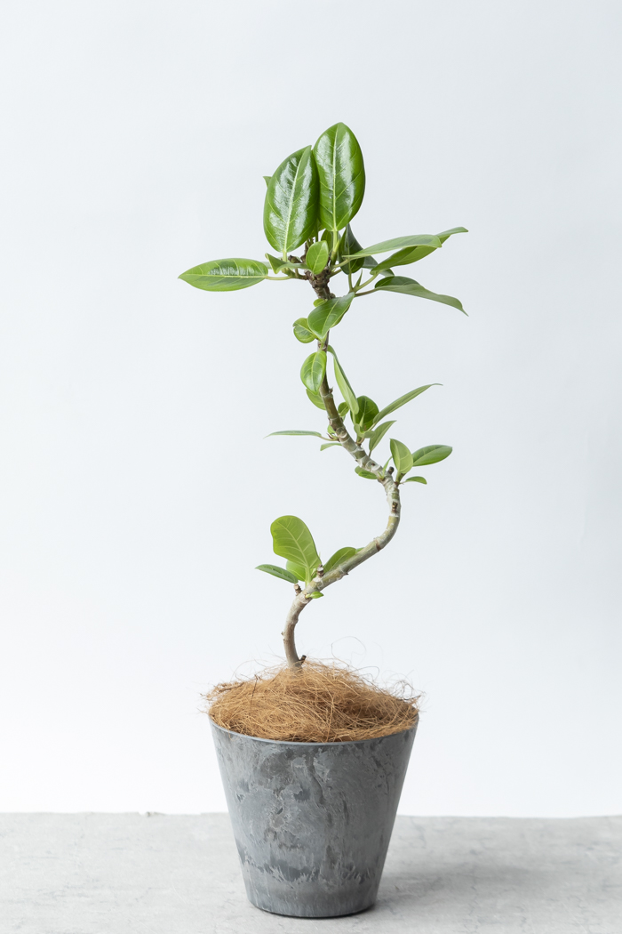 フィカス アルテシーマ アルテシマ 曲がり 鉢皿付き 楽天市場】【観葉