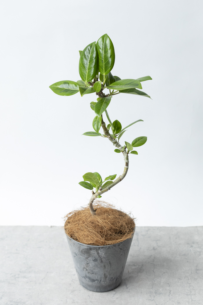 観葉植物 フィカス アルテシマ曲がり（4号鉢）｜HanaPrime（ハナプライム）