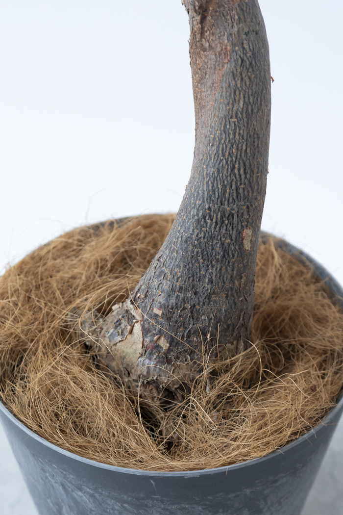 観葉植物 パキラ ミルキーウェイ（8号鉢）｜HanaPrime（ハナプライム）