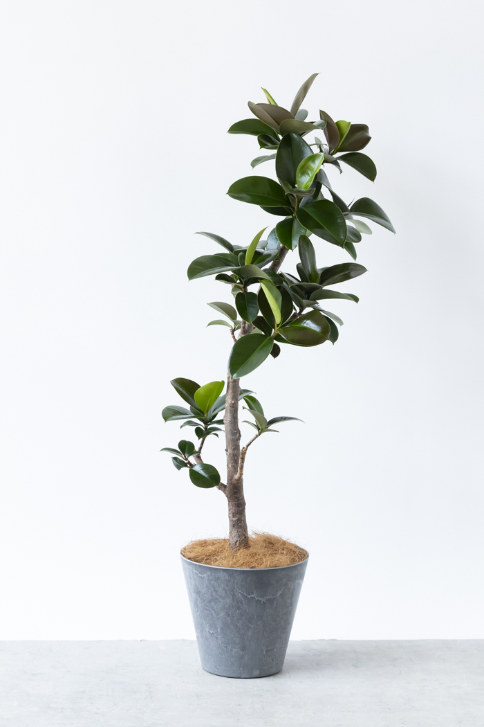 観葉植物 フィカス ソフィア曲がり（8号鉢）｜HanaPrime（ハナプライム）