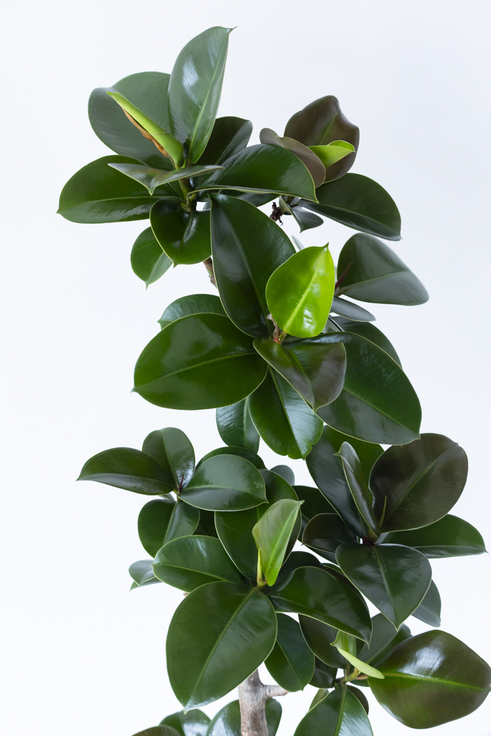 観葉植物 フィカス ソフィア曲がり（8号鉢）｜HanaPrime（ハナプライム）