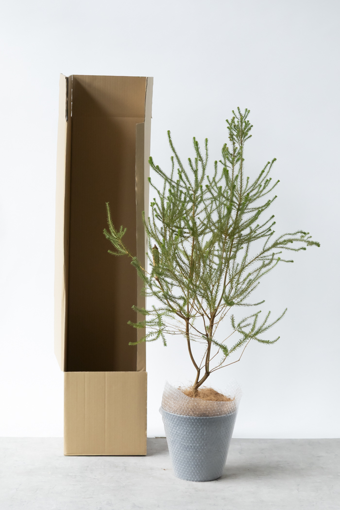 観葉植物 ヒースバンクシア（8号鉢）｜HanaPrime（ハナプライム）