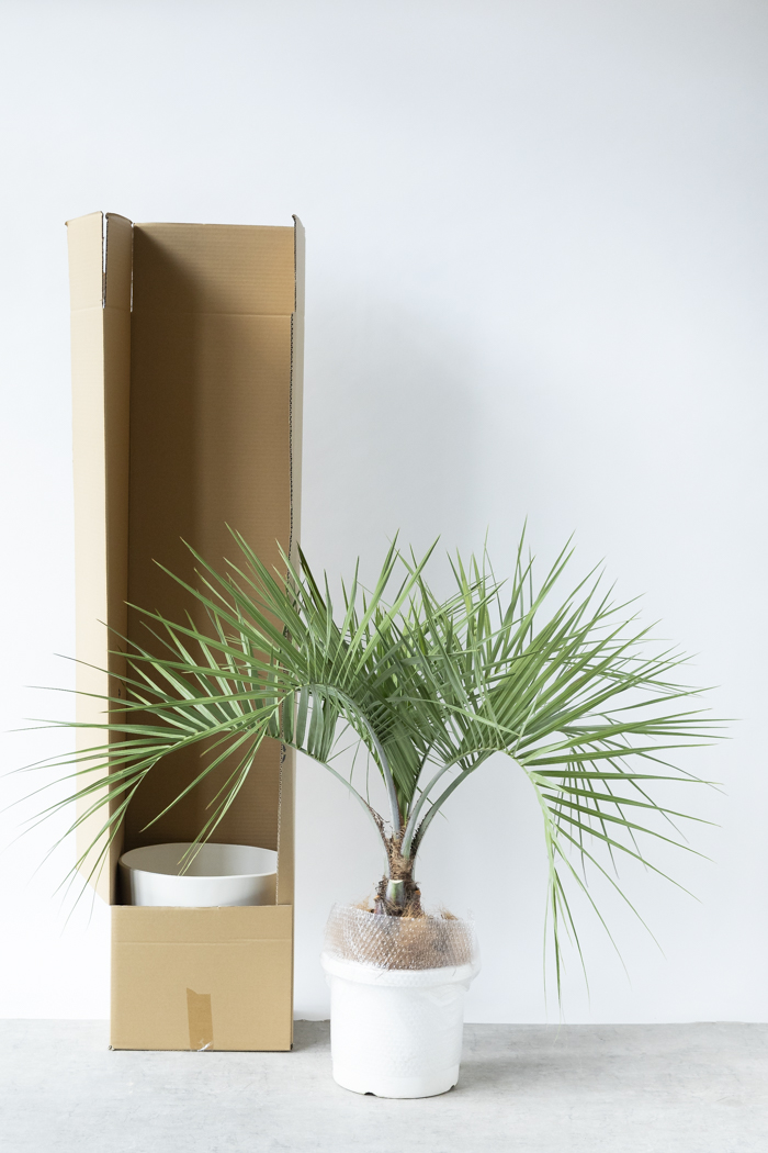 観葉植物 ココスヤシ（10号鉢）｜HanaPrime（ハナプライム）
