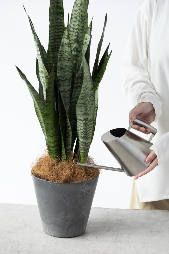 観葉植物 サンスベリア ゼラニカ（6号鉢）｜HanaPrime（ハナプライム）