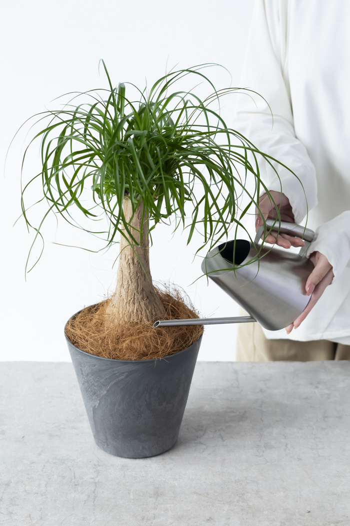 観葉植物 トックリラン ポニーテール（6号鉢）｜HanaPrime（ハナプライム）