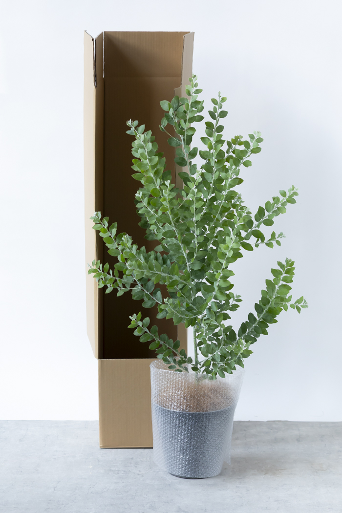 観葉植物 パールアカシア（8号鉢）｜HanaPrime（ハナプライム）