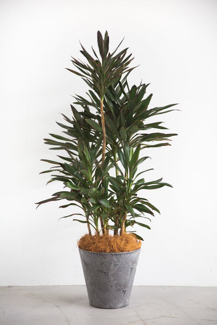 観葉植物 コルジリネサンゴ（8号鉢）｜HanaPrime（ハナプライム）