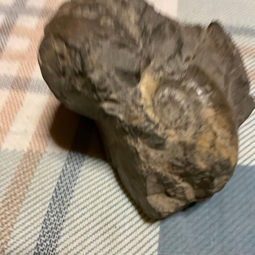 アンモナイトの化石 昭和53年頃入手。【歴史の研究用に！】