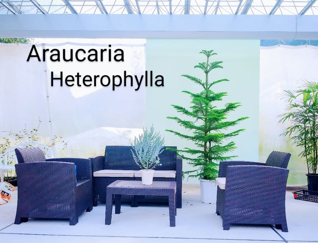 アロカリア シマナンヨウスギ シマ南洋杉 南洋杉 大型210❗苗木 観葉