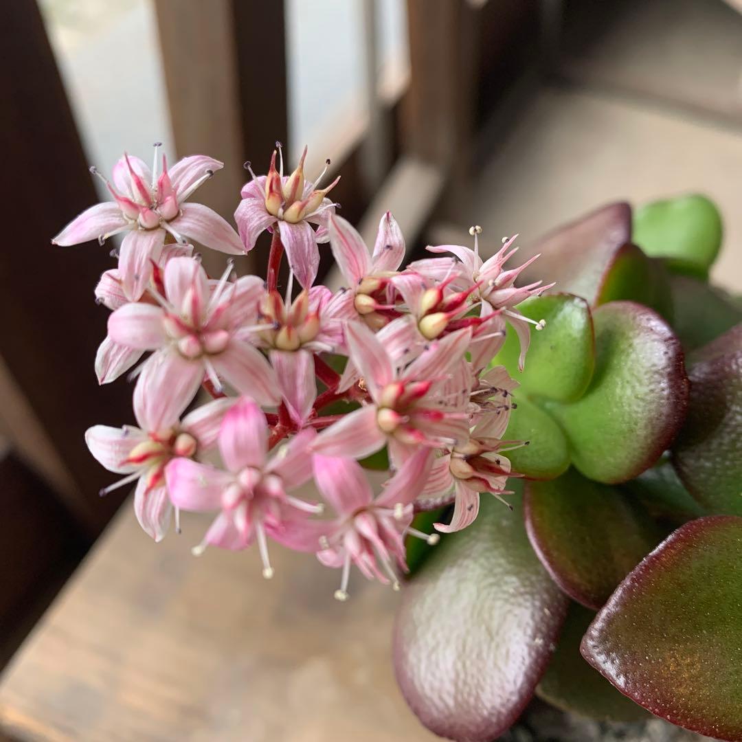 現品販売 金のなる木 桜花月 4号鉢サイズ 鉢植え カネノナルキ 金の