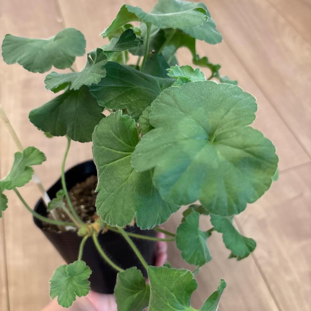 希少品種ゼラニウム 珍しいゼラニウム 海外品種ゼラニウム wl01 - メルカリ