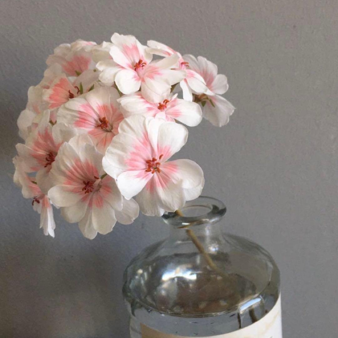 希少品種ゼラニウム 珍しいゼラニウム 海外品種ゼラニウム wl01 - メルカリ