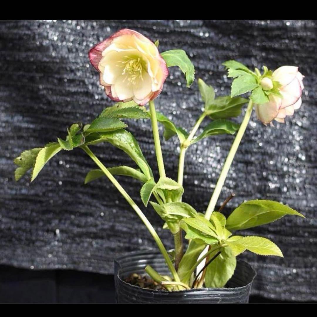 あ*号様 ❤️根充実❤️6号❤️大株❤️しっかり元気株❤️940 【いちごみるく