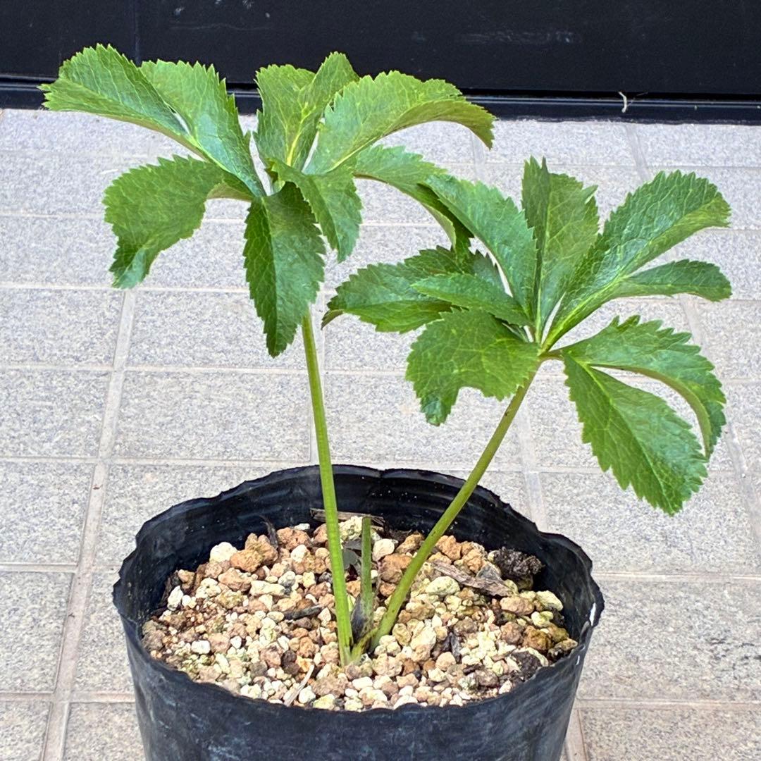 あ*号様 ❤️根充実❤️6号❤️大株❤️しっかり元気株❤️940 【いちごみるく