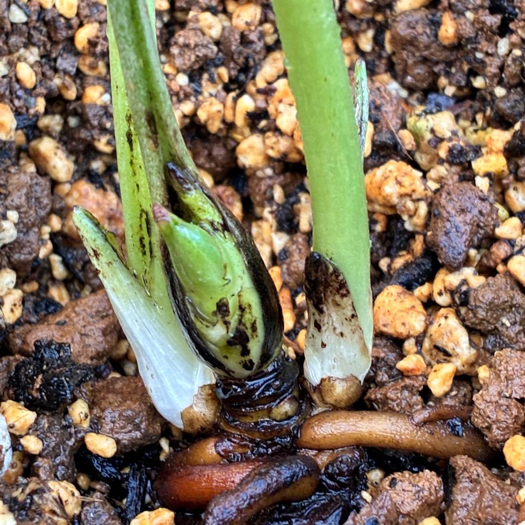 あ*号様 ❤️根充実❤️6号❤️大株❤️しっかり元気株❤️940 【いちごみるく