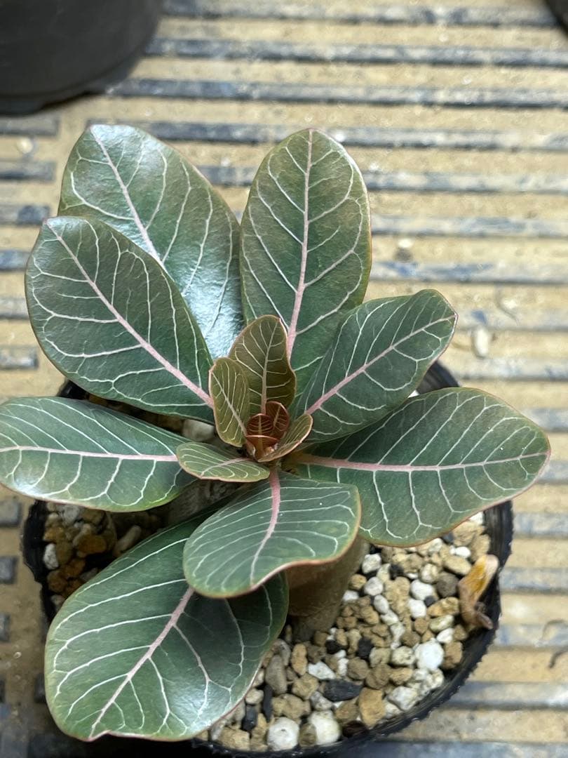 シーズン終了につき格安！アデニュウムソコトラナム(ホンソコ)実生２年目