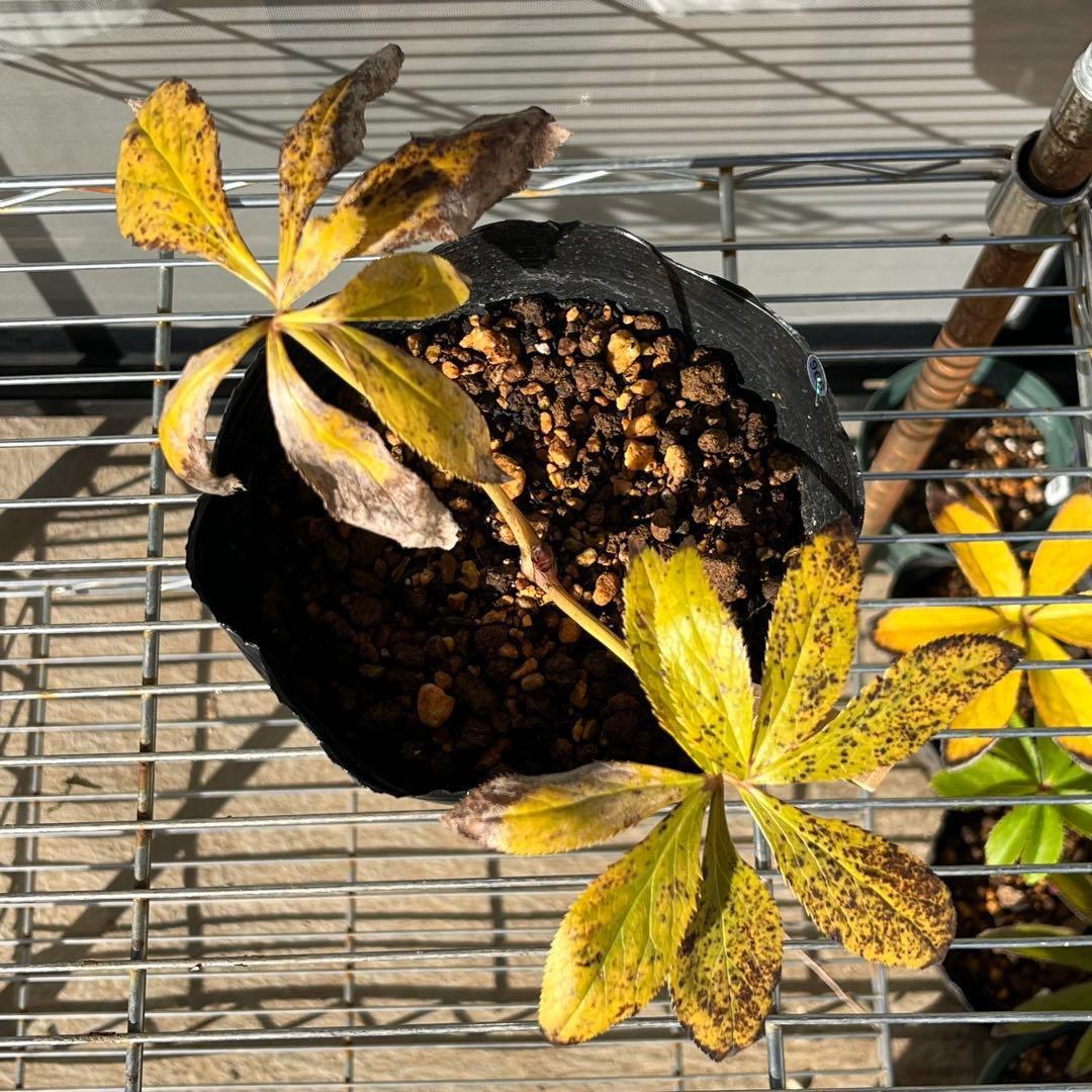 の*ん様 ❤️根充実❤️沢山しっかり新芽❤️966⭐️極上⭐️【フジタ】