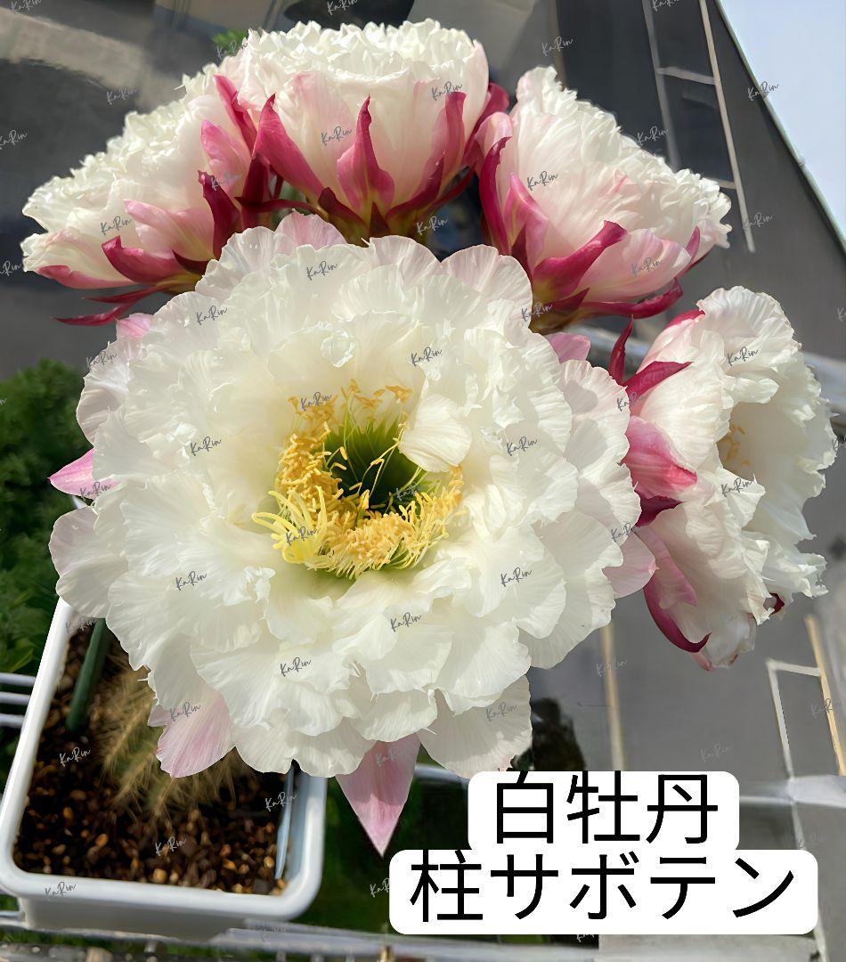 1-保護猫ファミリー様専用商品 花サボテン - メルカリ